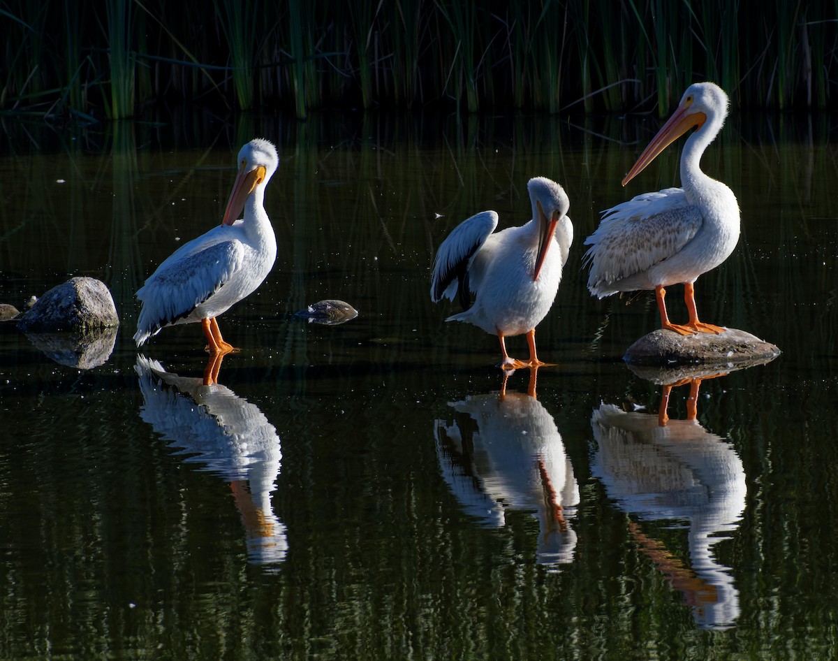 American White Pelican - ML615751249