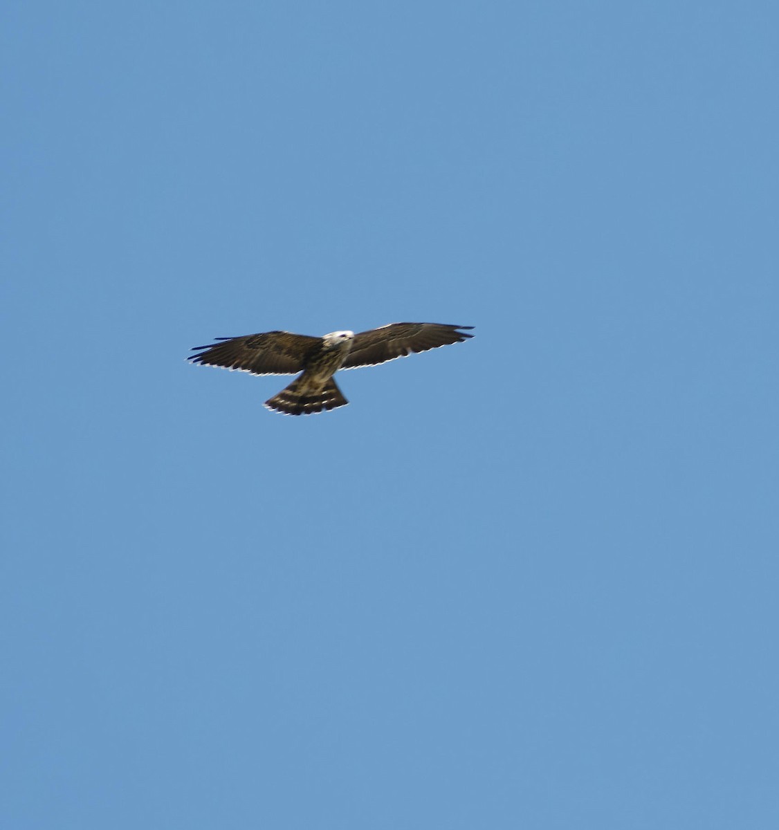 Mississippi Kite - ML615751254