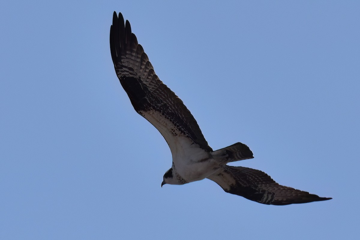 Águila Pescadora - ML615751272