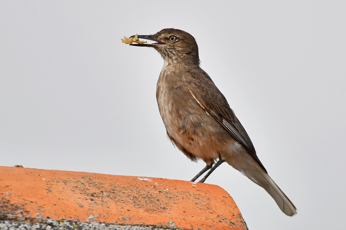 Black-billed Shrike-Tyrant - Guido Bennen