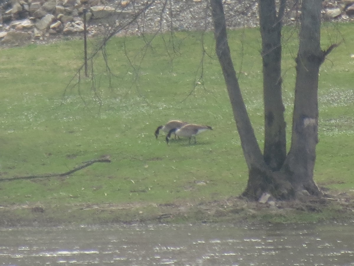 Canada Goose - Nicklas Hostetter