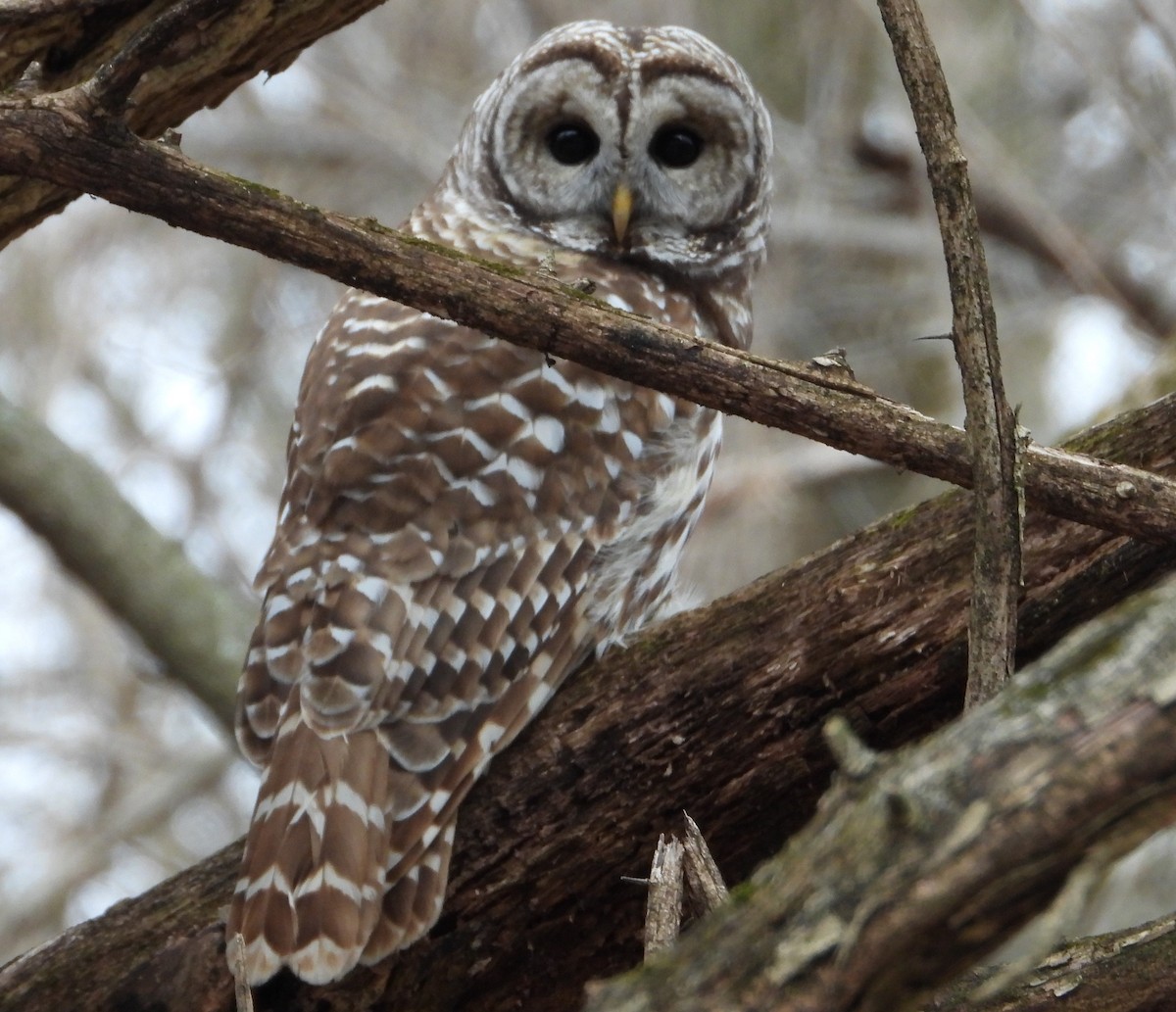 Barred Owl - ML615751406