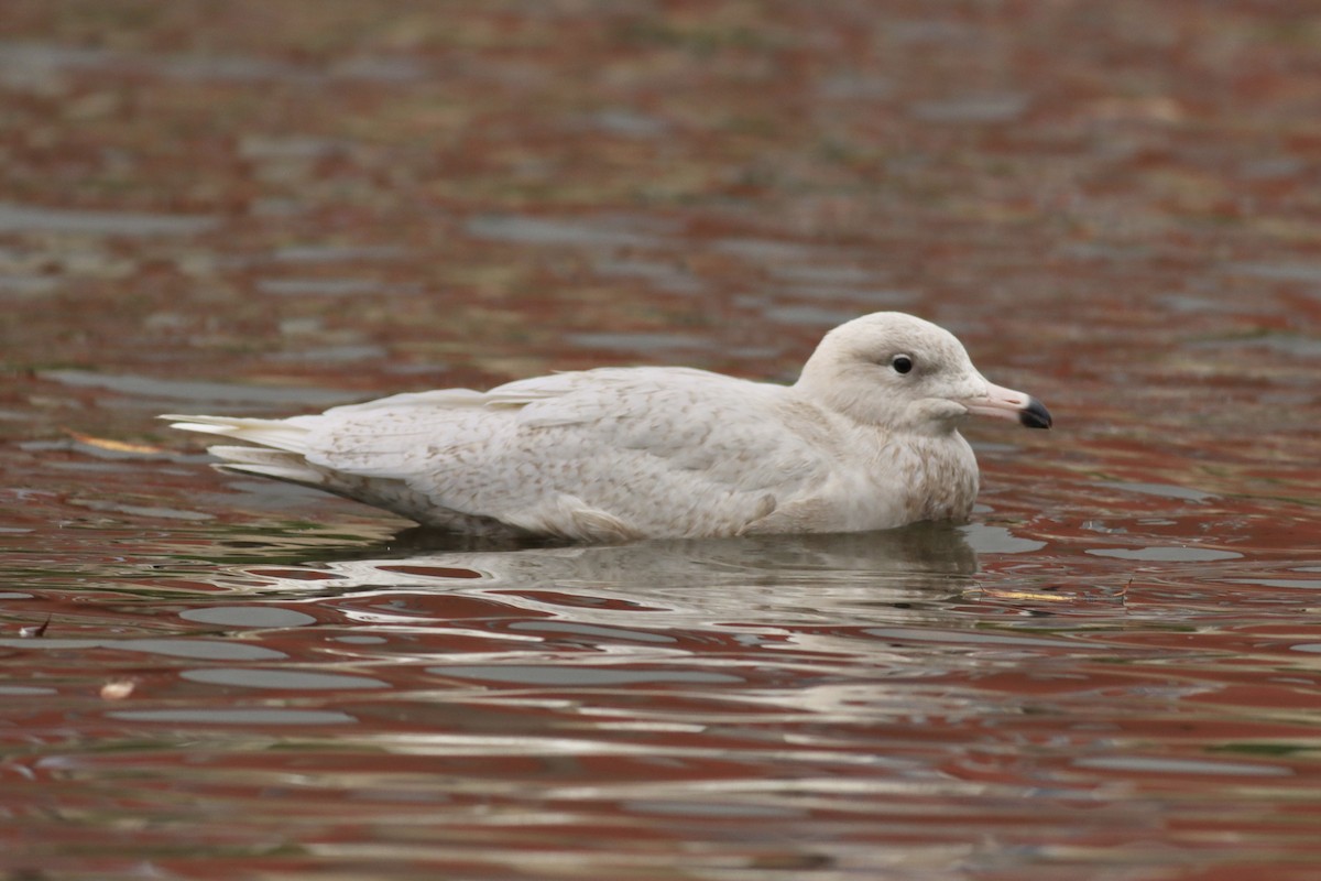 Glaucous Gull - ML615751455