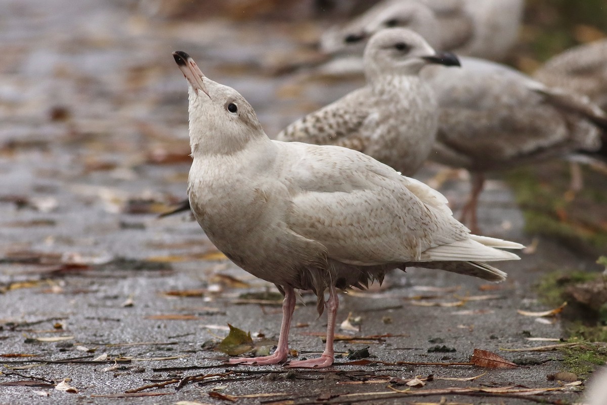 Glaucous Gull - ML615751456