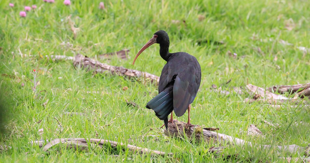 Bare-faced Ibis - ML615751464