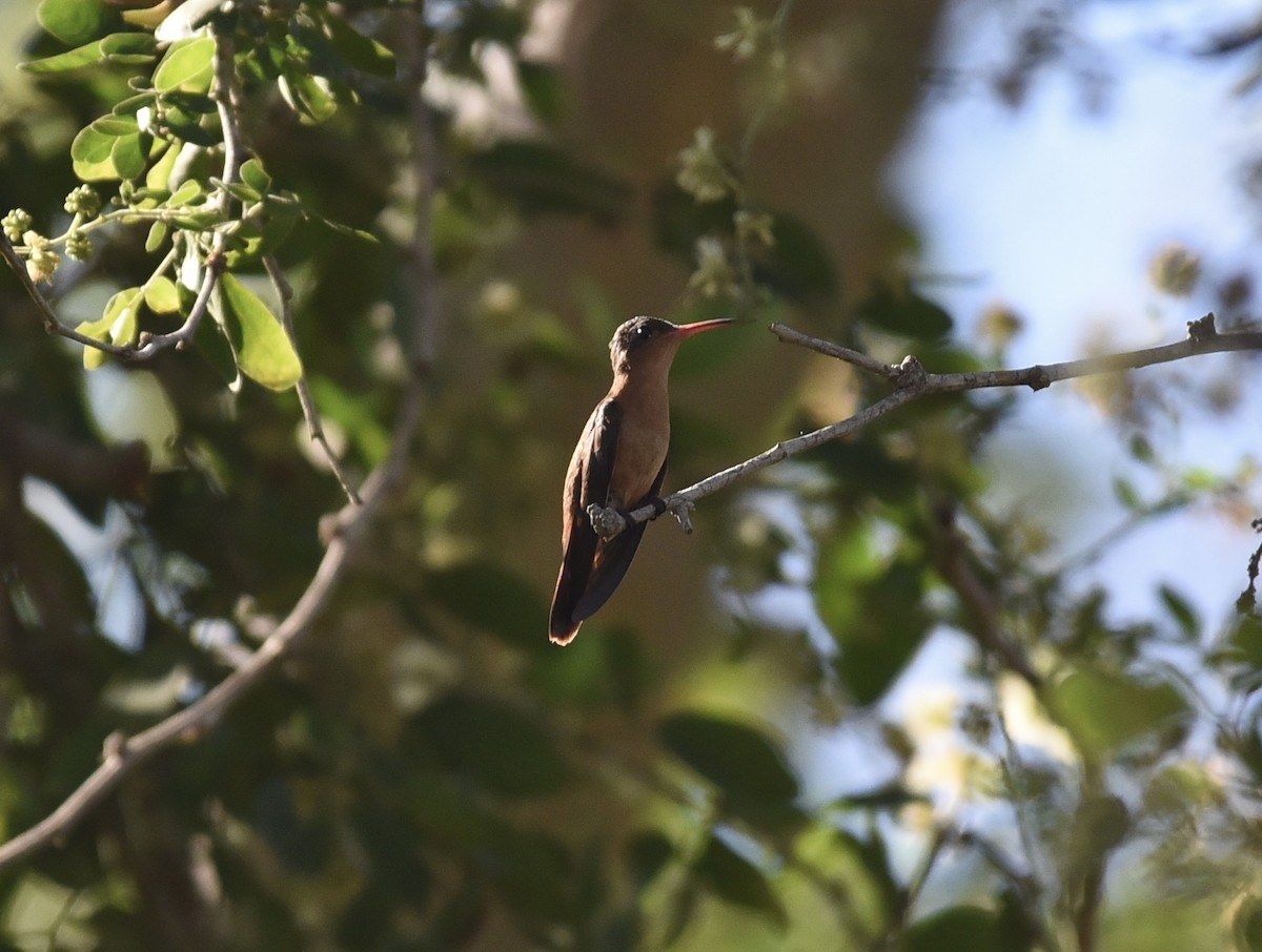 Cinnamon Hummingbird - ML615751521