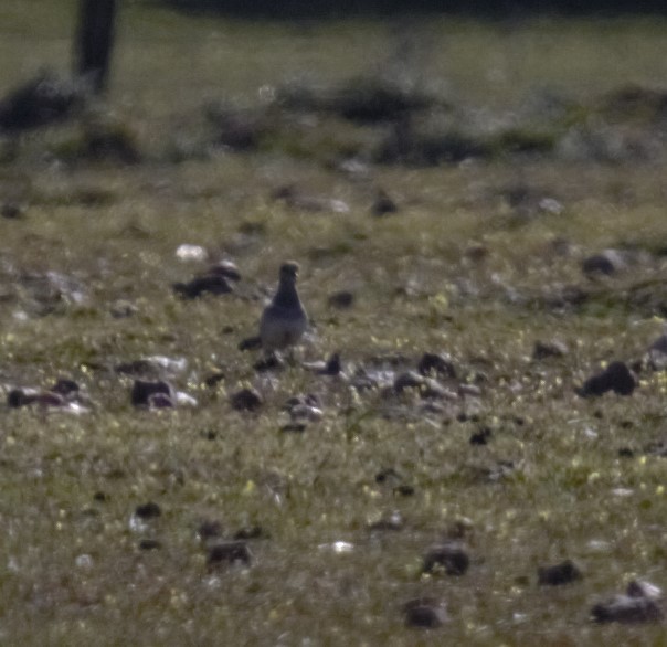 Eurasian Dotterel - ML615751535