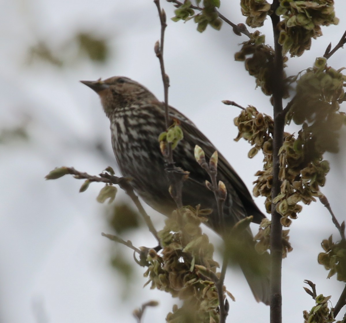 Red-winged Blackbird - ML615751537