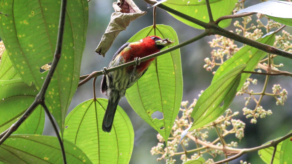 Red-headed Barbet - Brian Small