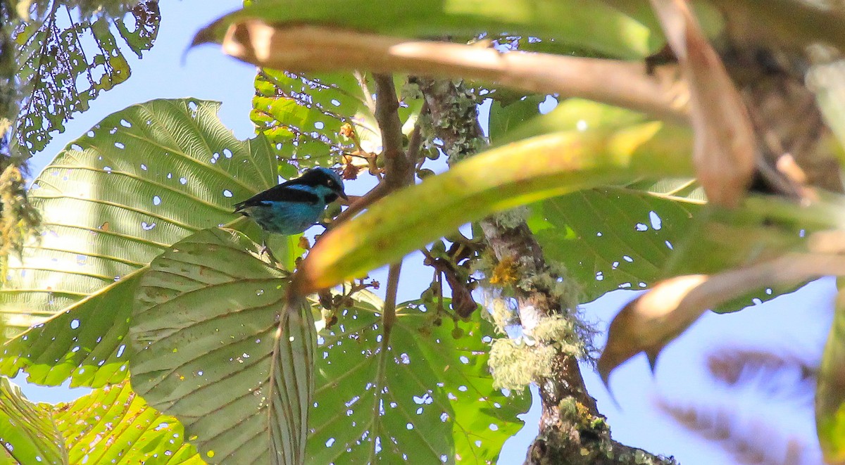 Turquoise Dacnis - ML615751612