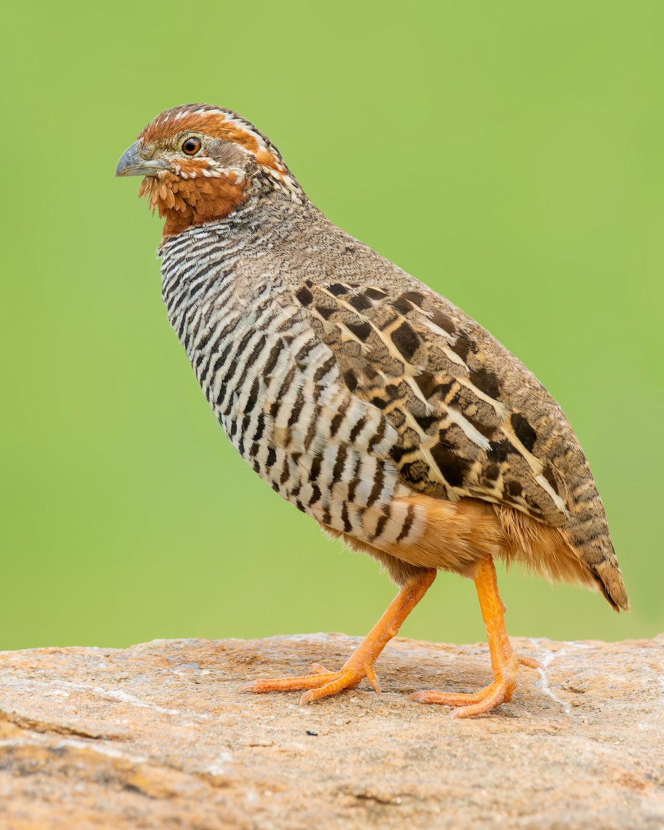 Jungle Bush-Quail - ML615751613