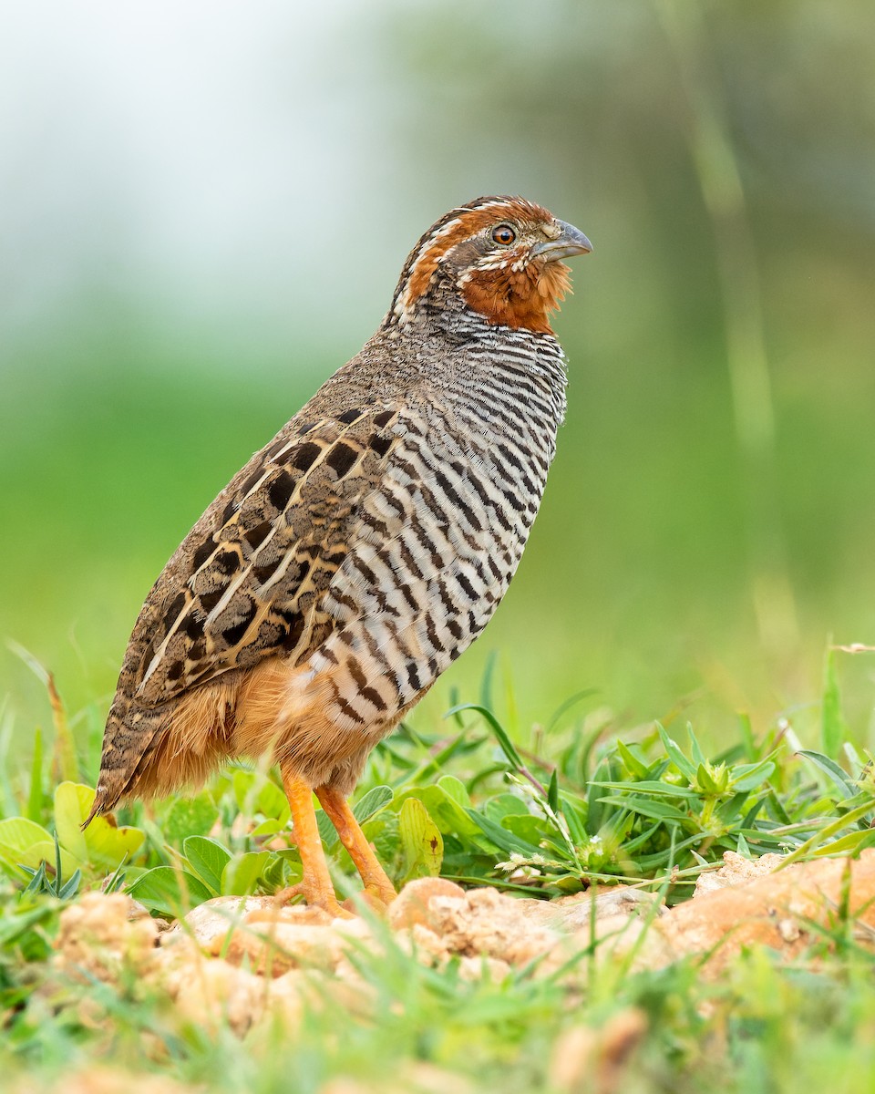 Jungle Bush-Quail - Rajat Chordia