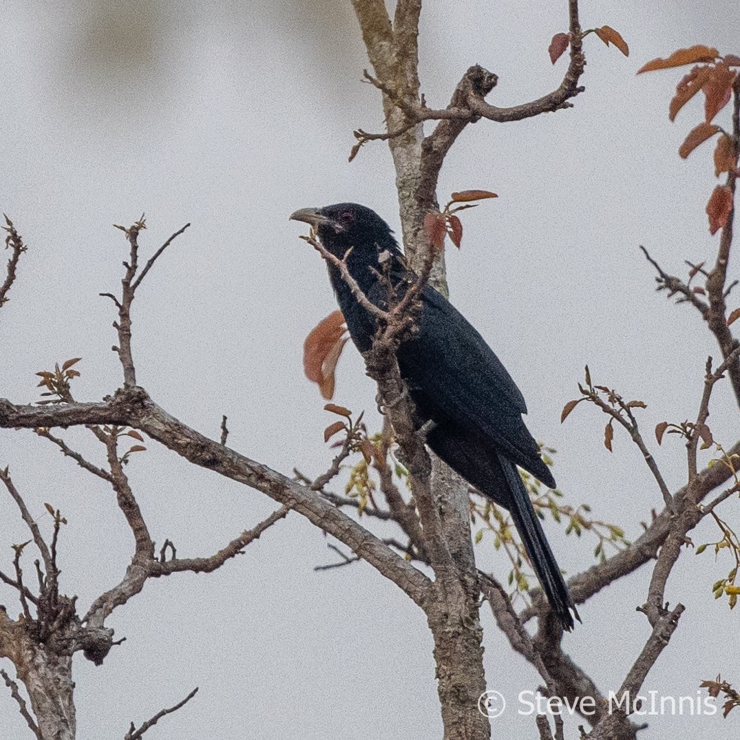 Asian Koel - ML615751663