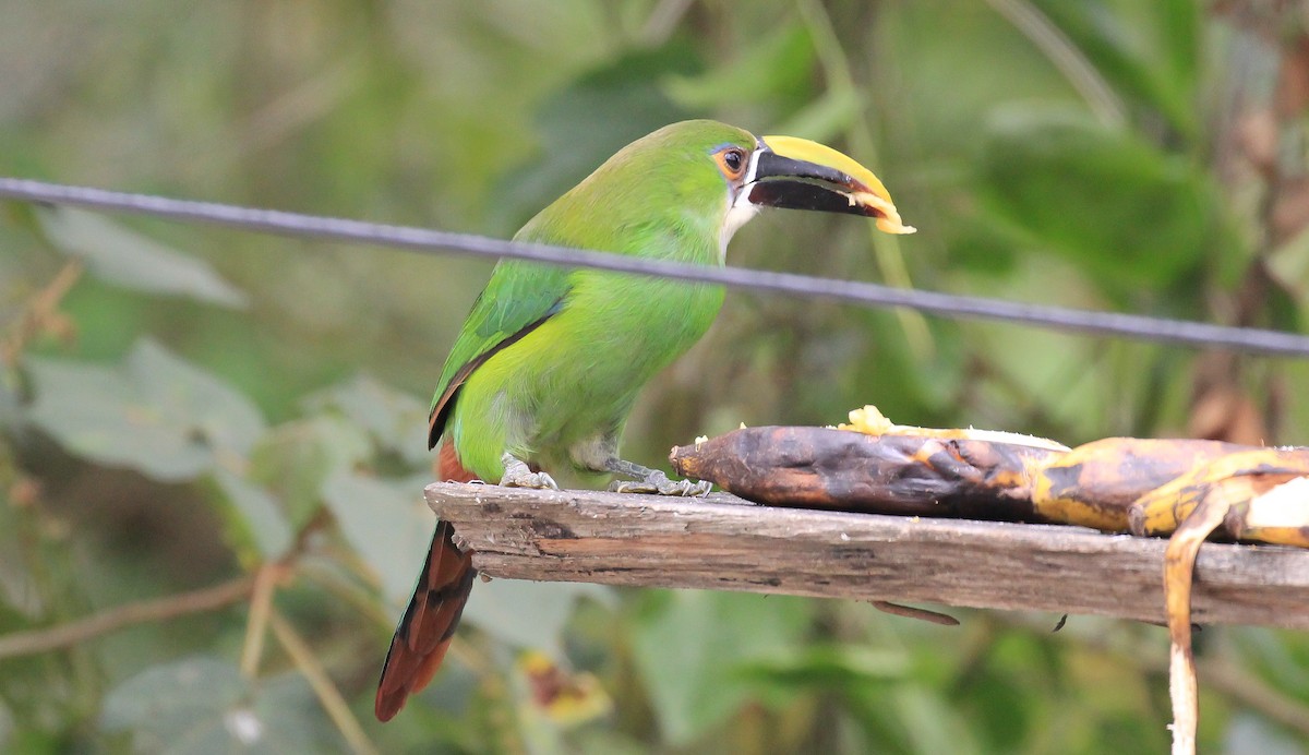 Toucanet à gorge blanche - ML615751693