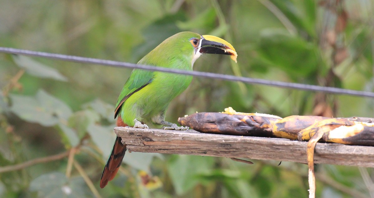 Southern Emerald-Toucanet - Brian Small