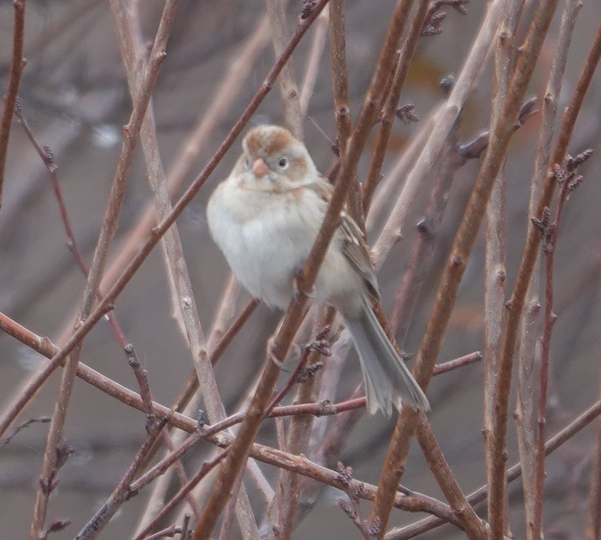 Field Sparrow - ML615751706