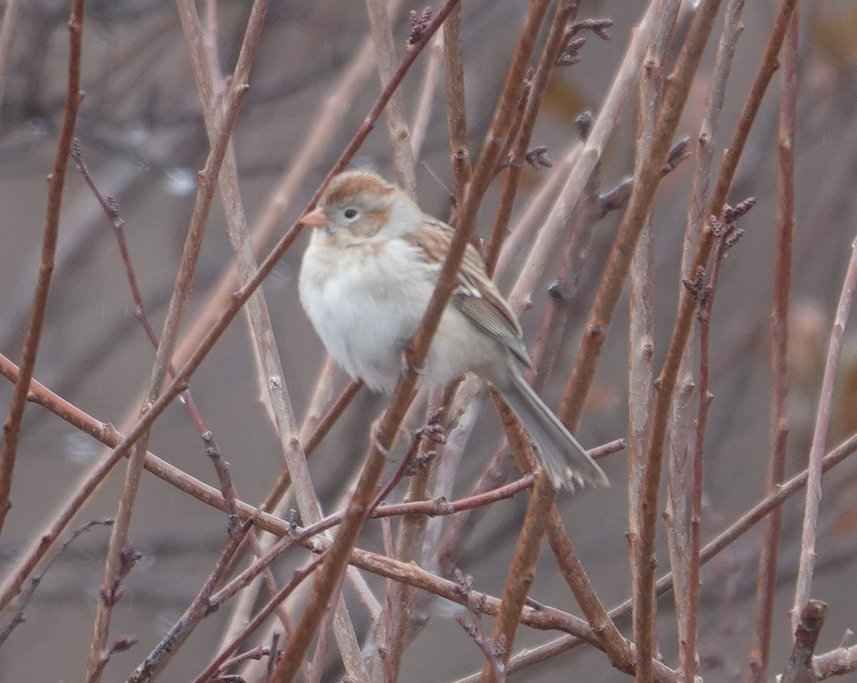 Field Sparrow - ML615751707