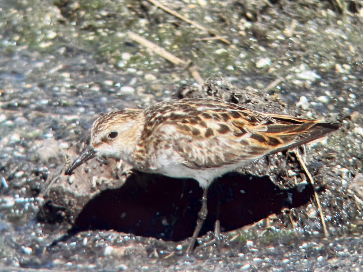 Little Stint - ML615751710