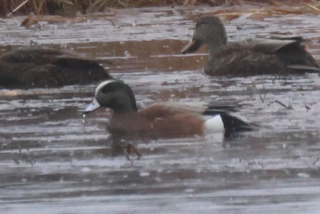 American Wigeon - Edward Flanders