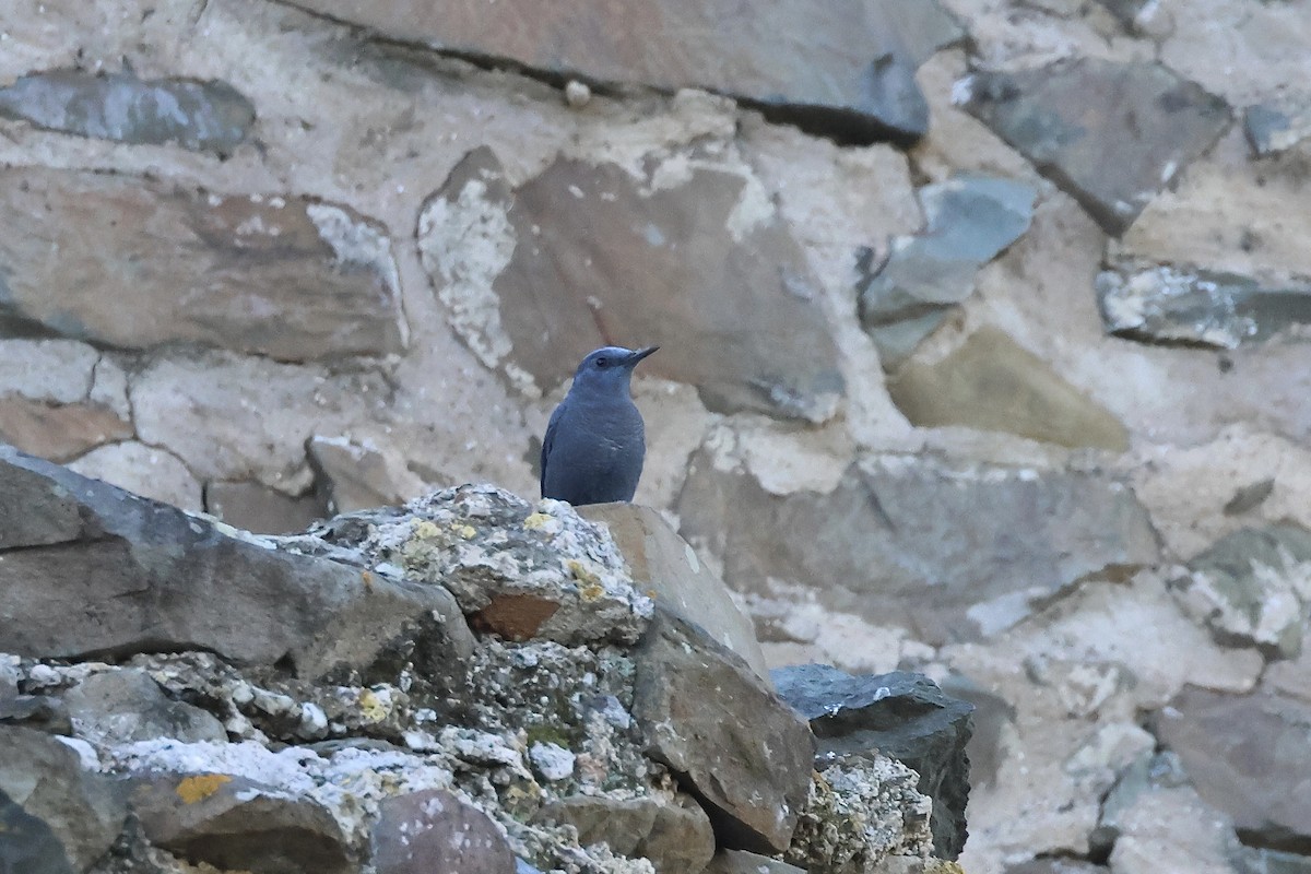 Blue Rock-Thrush - ML615751780