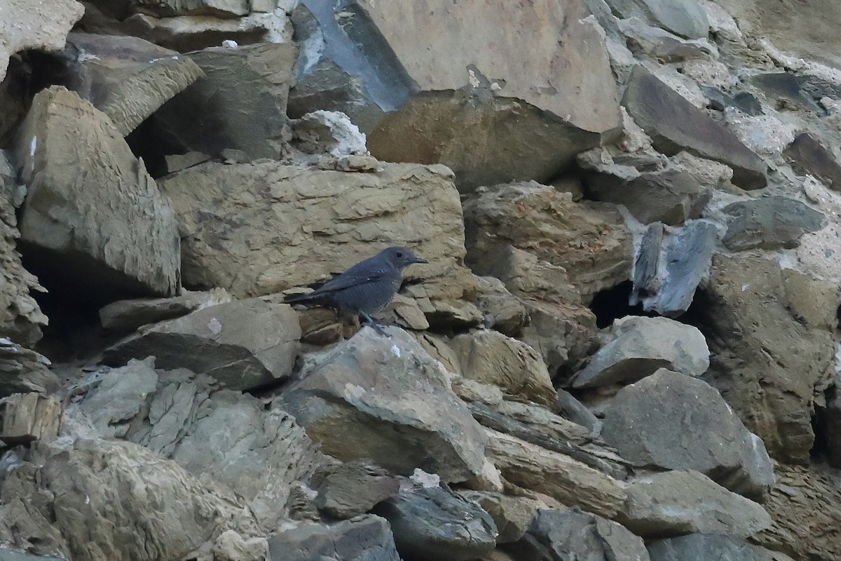 Blue Rock-Thrush - ML615751782