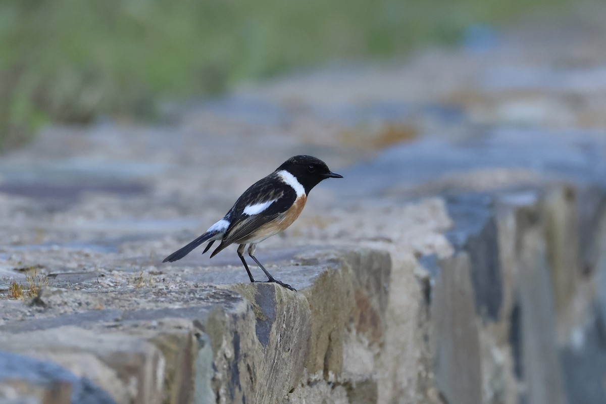 European Stonechat - ML615751793