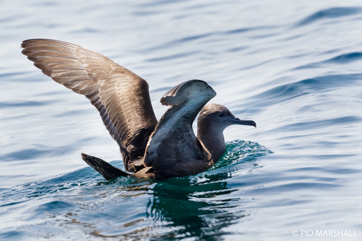 Sooty Shearwater - ML615751810