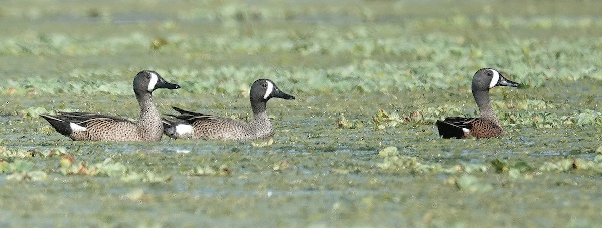 Blue-winged Teal - ML615751901