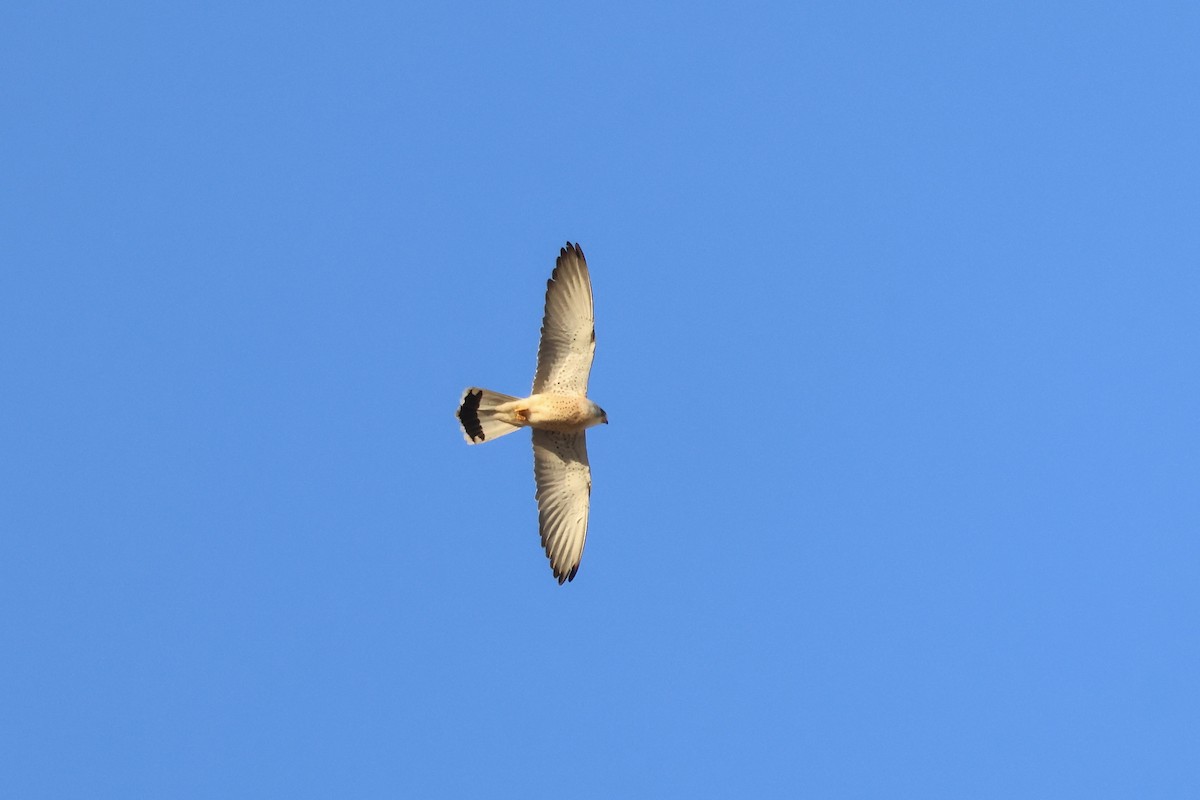 Lesser Kestrel - ML615751912