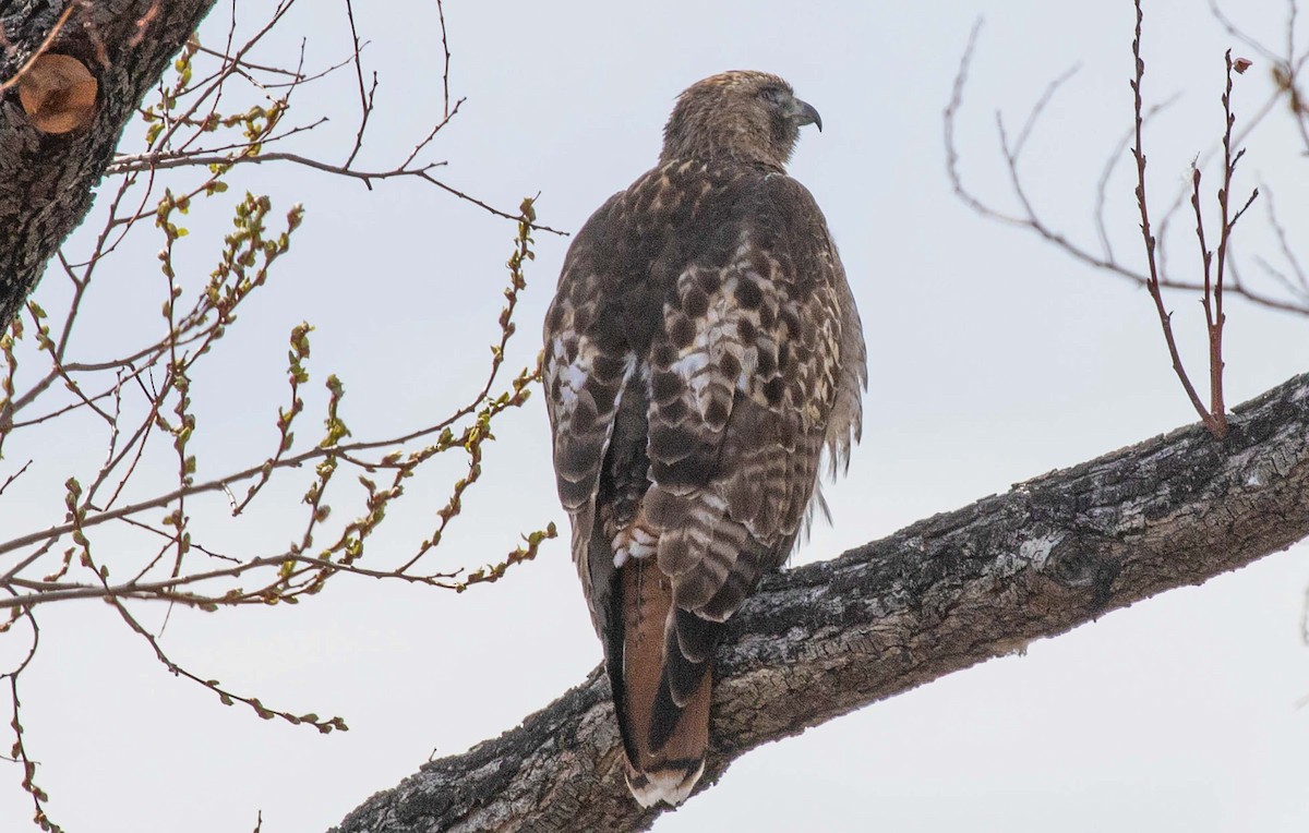 Red-tailed Hawk - Kathleen Keef