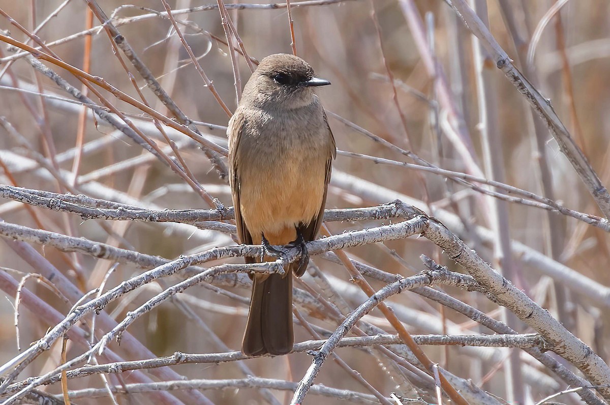 Say's Phoebe - Kathleen Keef