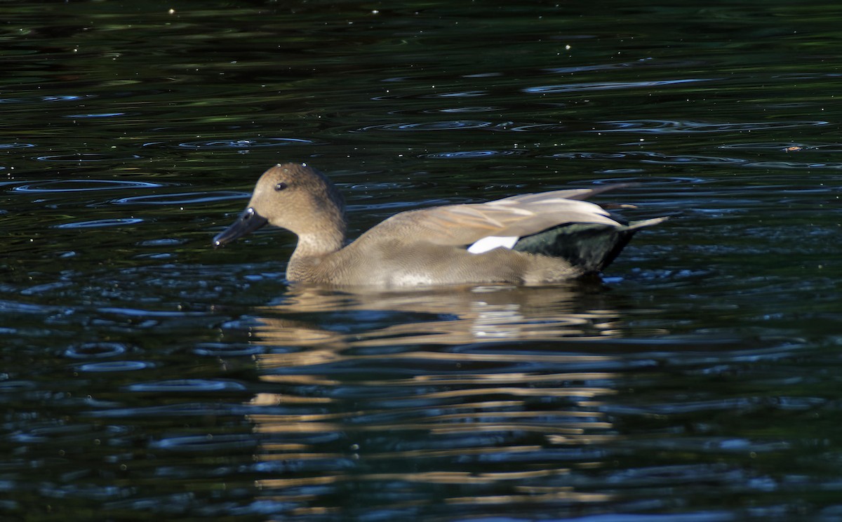 Gadwall - ML615751970