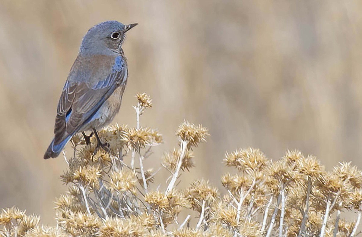 Western Bluebird - ML615751973