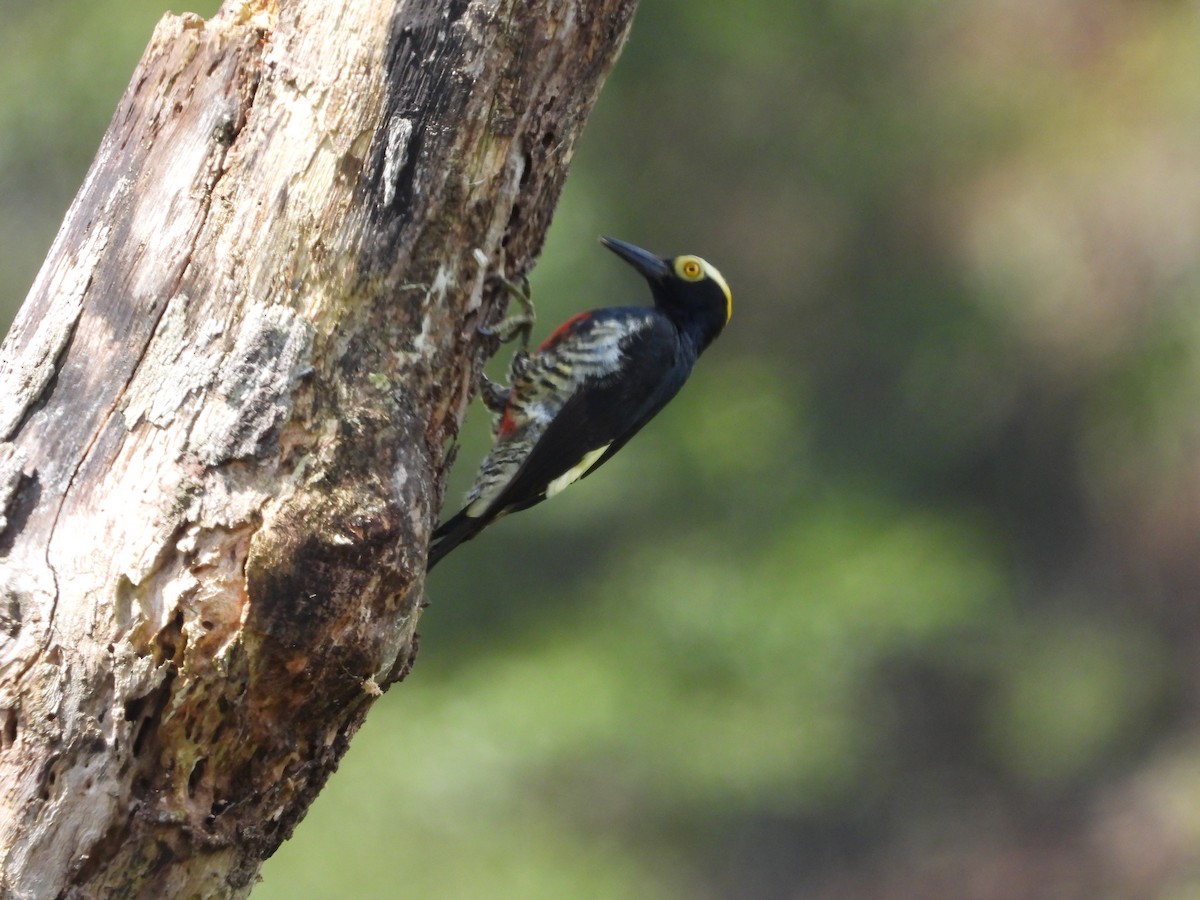 Yellow-tufted Woodpecker - ML615751974