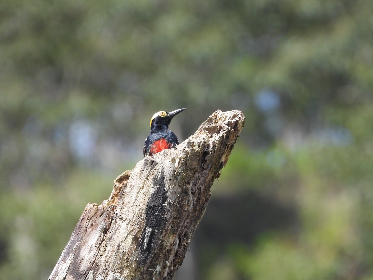 Yellow-tufted Woodpecker - ML615751987