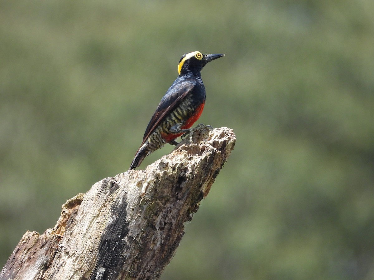 Yellow-tufted Woodpecker - ML615751988