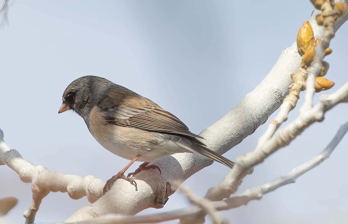 Dark-eyed Junco - ML615751992