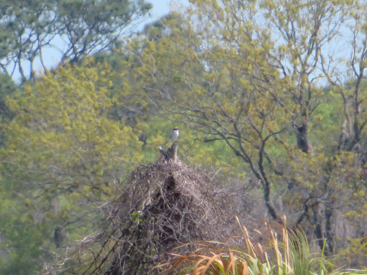 Loggerhead Shrike - ML615752008