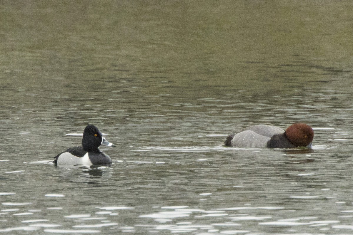 Ring-necked Duck - ML615752018