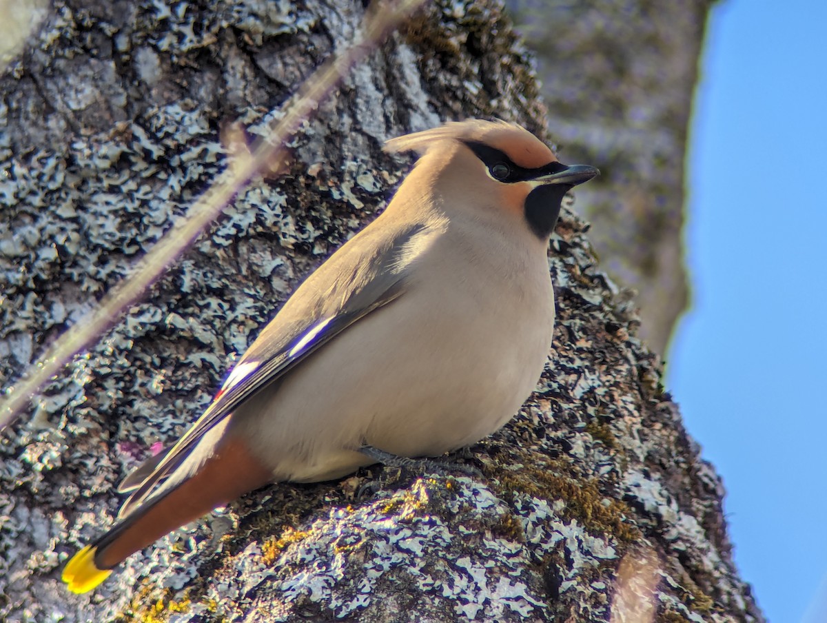 Bohemian Waxwing - ML615752048