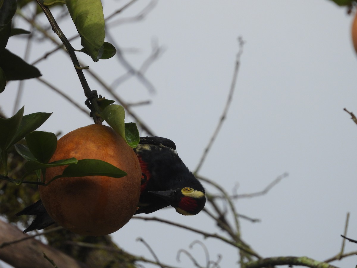 Yellow-tufted Woodpecker - ML615752050
