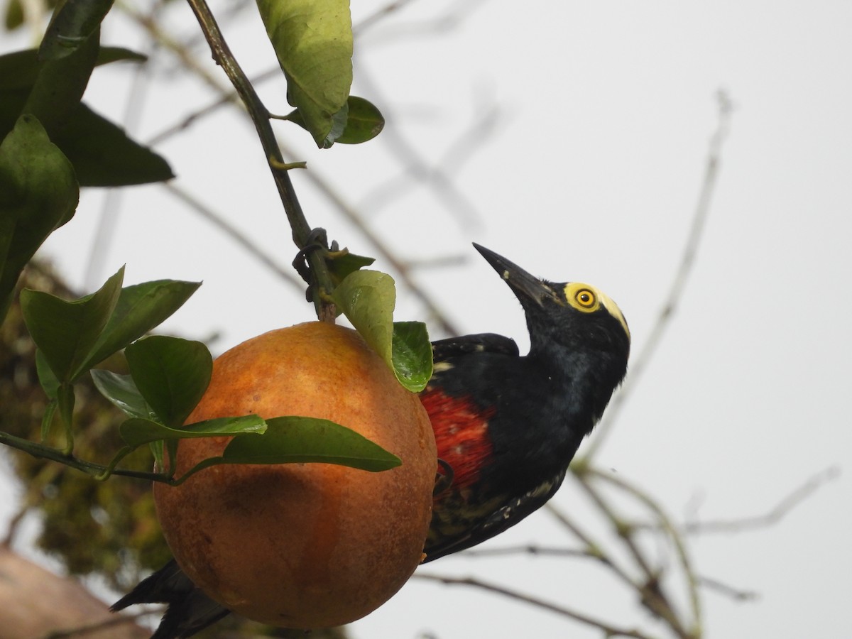 Yellow-tufted Woodpecker - ML615752052