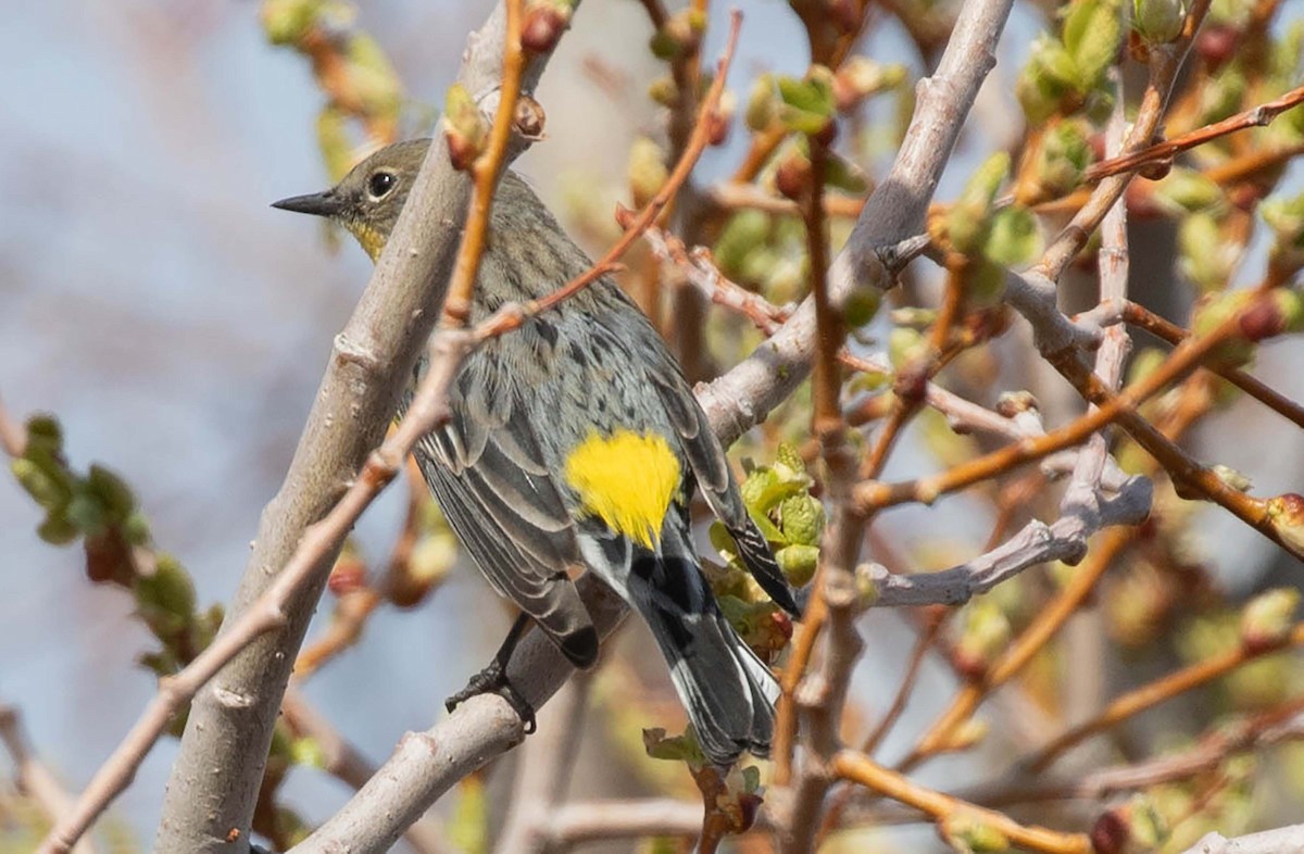 Yellow-rumped Warbler - ML615752054