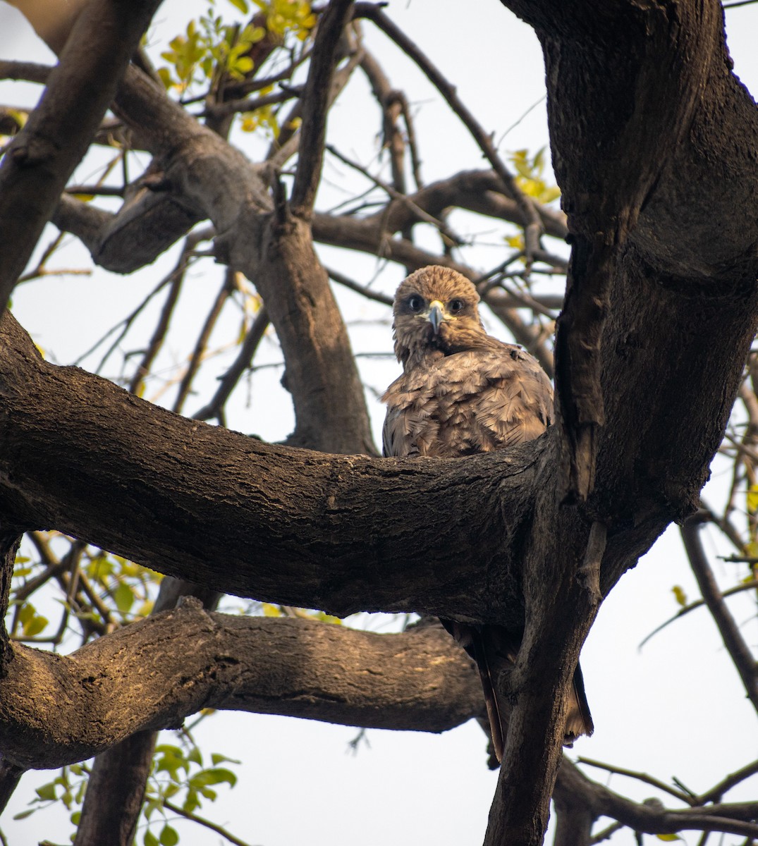 Black Kite - ML615752140