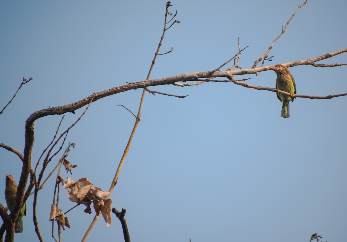 Brown-headed Barbet - ML615752148