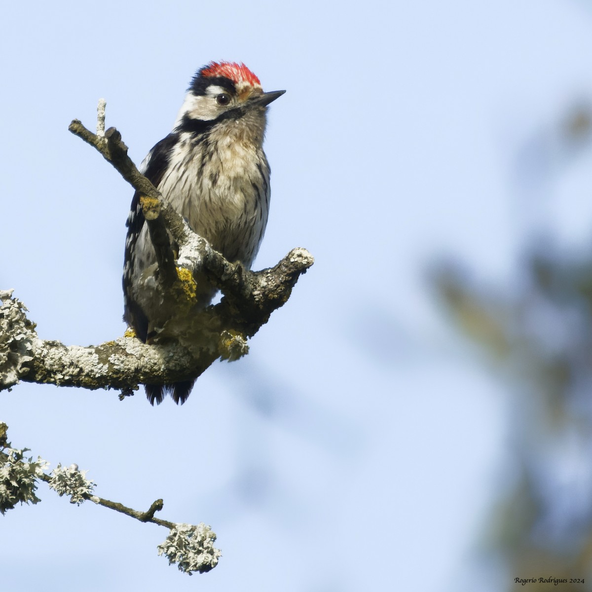 Lesser Spotted Woodpecker - ML615752205