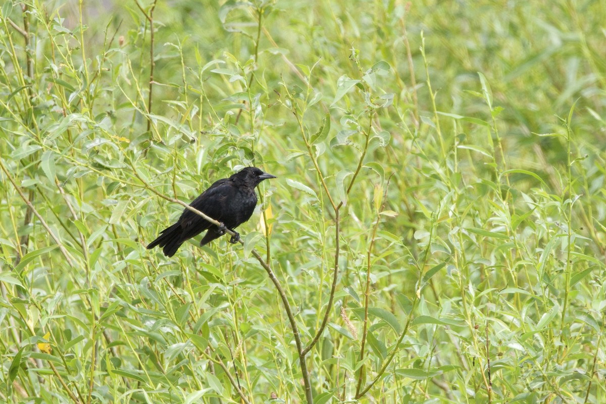 Austral Blackbird - ML615752209