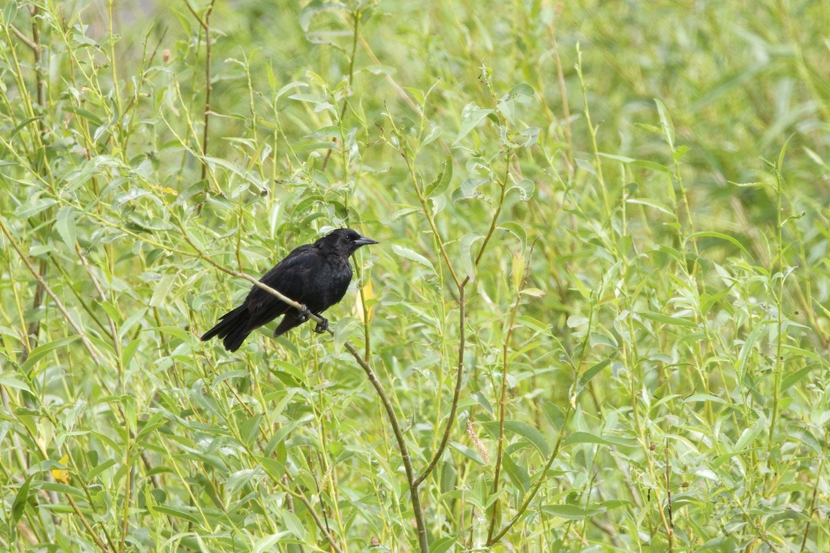 Austral Blackbird - Steve Bielamowicz