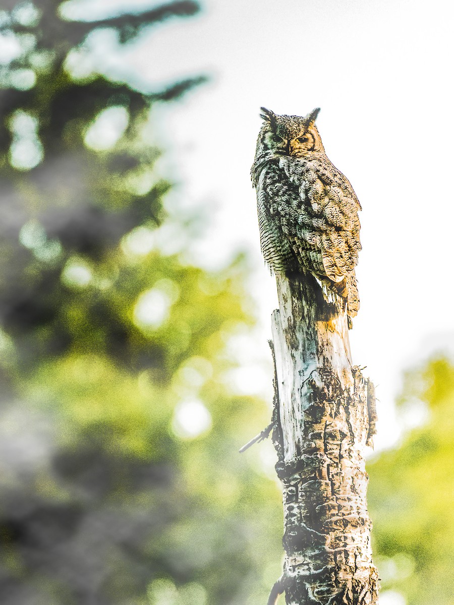 Great Horned Owl - ML61575221