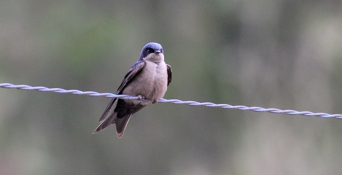 Brown-bellied Swallow - ML615752232